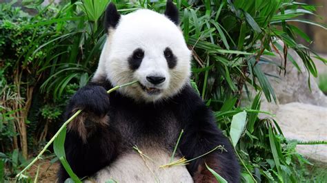 Fossils In China Explain The Evolution Of Pandas Vegetarianism