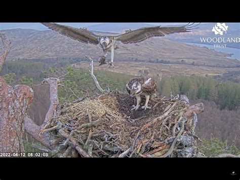 Osprey Lays Her First Egg Of Season The Scottish Farmer
