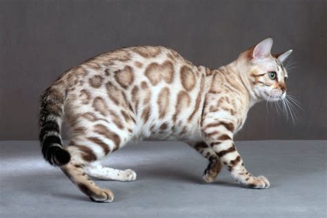 Check out our marble gray cat hat selection for the very best in unique or custom, handmade pieces from our shops. Leopard Bengal Breeder with Kittens for Adoption - Lap ...