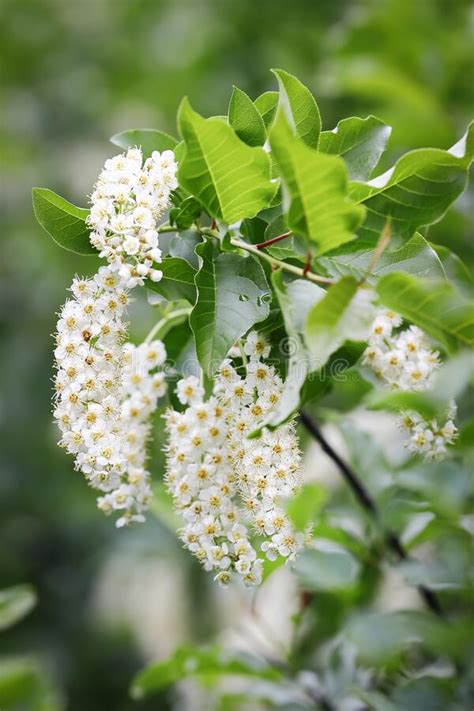 White Flower Clusters Hanging From Twigs Stock Photo Image Of