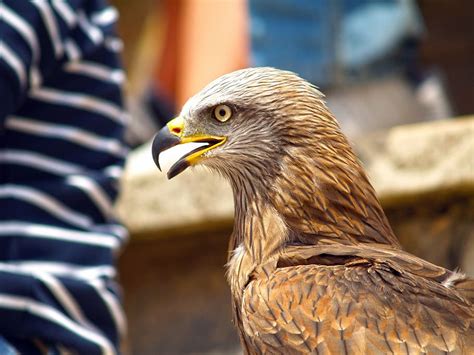 Aguila Cra Entrenado Aves De Presa Plumas Pico Pájaro Animal