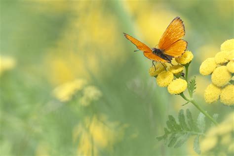 Yellow Flower Butterfly Macro Insect Wallpaper Coolwallpapersme