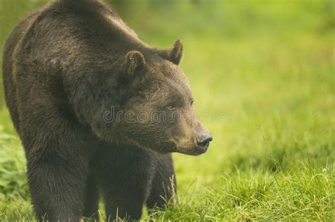 Brown Bear Stock Photo Image Of Ursus Fauna Forest 44783136