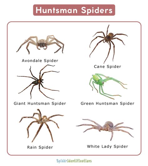 Huntsman Spider Facts Identification And Pictures