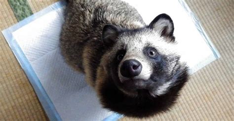 Japans Pet Raccoon Craze Threatens Its Wild Raccoon Dogs