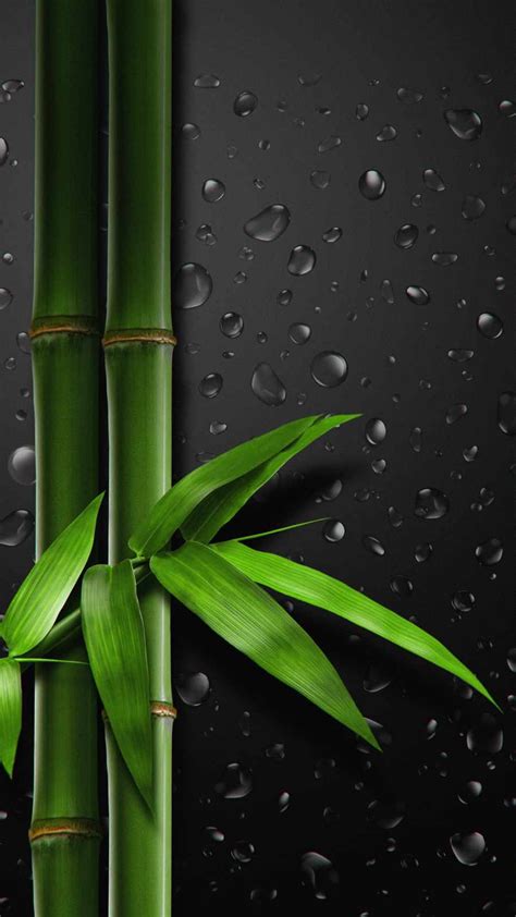 Bamboo Tree IPhone Wallpaper IPhone Wallpapers IPhone Wallpapers In