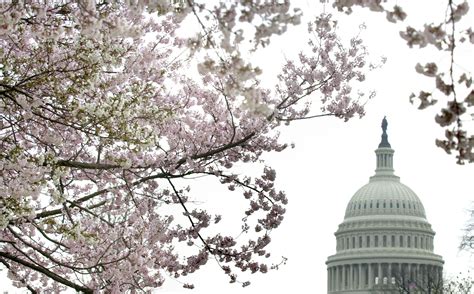 Everything To Know About The Washington Dc Cherry Trees