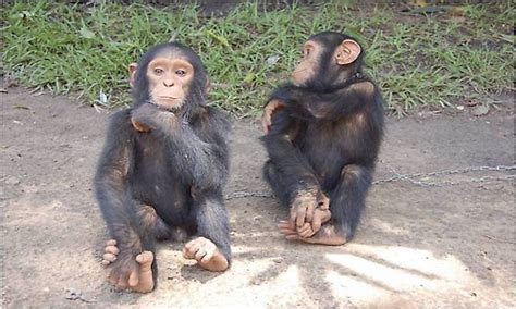 How Many Types Of Chimpanzees Are There Worldatlas