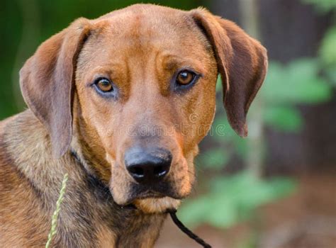 Red Coonhound Mixed Breed Dog Stock Photo Image Of Humane Outdoor