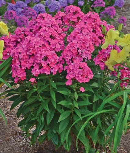 Short perennial flowers part sun. Blog - Top 10 Summer Blooming Perennials