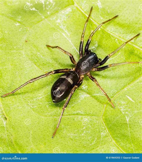 Black Ant Mimic Spider Stock Image Image Of Foliage 61969355
