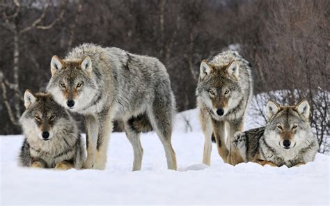 Free Scenery Wallpaper Includes Four Gray Wolves Touching You A