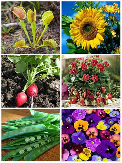 12 Easy And Fun Plants For Kids To Grow Mental Scoop