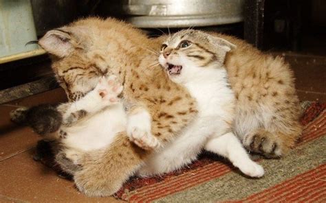 A Cat And A Lynx Became Best Friends At A Zoo And Have