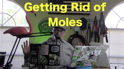 6.3 how do i control moles in my yard? How to Get Rid of Moles | Moles Destroy Lawn - YouTube