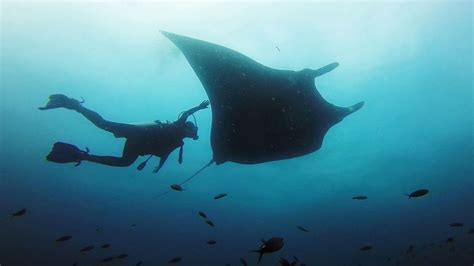 Swimming With Giant Manta Rays