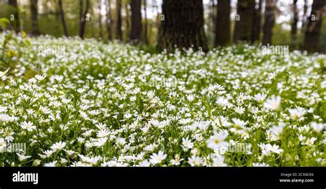 Carpet Of Flowers Hi Res Stock Photography And Images Alamy