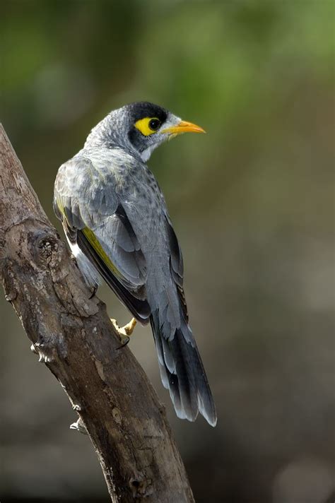 Noisy Miner Nature Birds Australian Wildlife Australian Birds