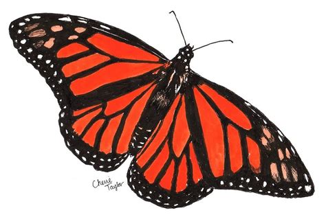 Orange Monarch Butterfly By Cherie Taylor Studio Art Watercolor