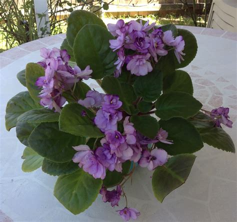 African violets need bright indirect light, humidity, consistent fertilization and watering, but never overwatering. African violet - Persian | African violets, Bloom, Violet