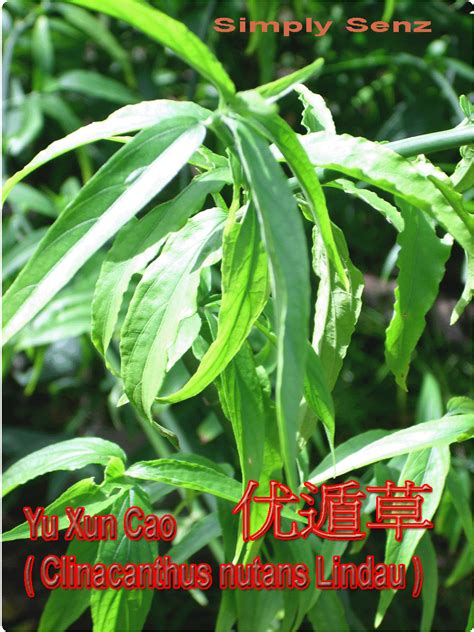 Is sabah snake grass really effective? Ways to Cure Cancer: Sabah Snake Grass Cure 2