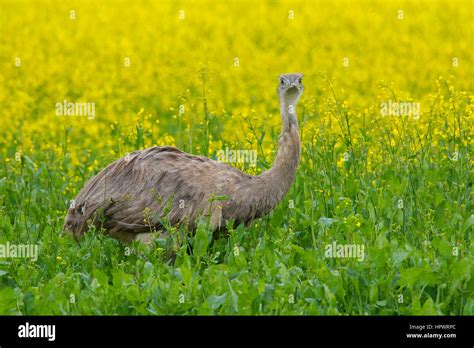 Greater Rhea American Rhea ñandú Rhea Americana Flightless Bird