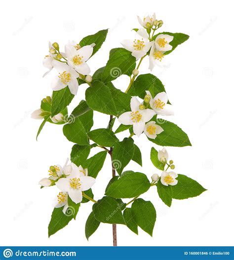 Branch Of Jasmine Flowers Isolated On White Stock Photo Image Of Pure
