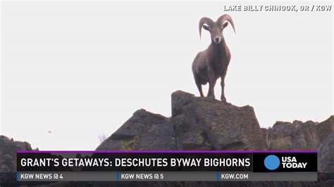 This Video Of Bighorn Sheep On A Cliff Screams Vacation