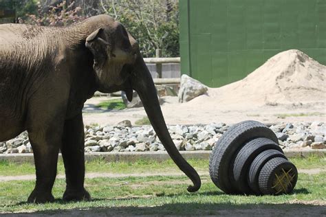 Toys For Elephants The Buttonwood Park Zoo