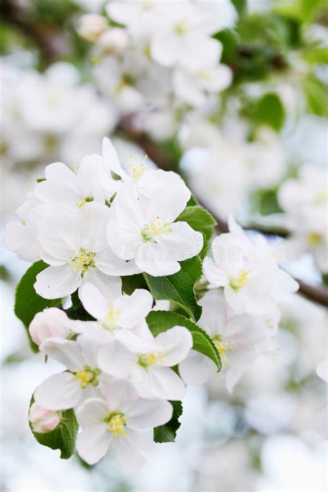 Blooming Apple Tree In Spring Stock Image Image Of Concepts Growth