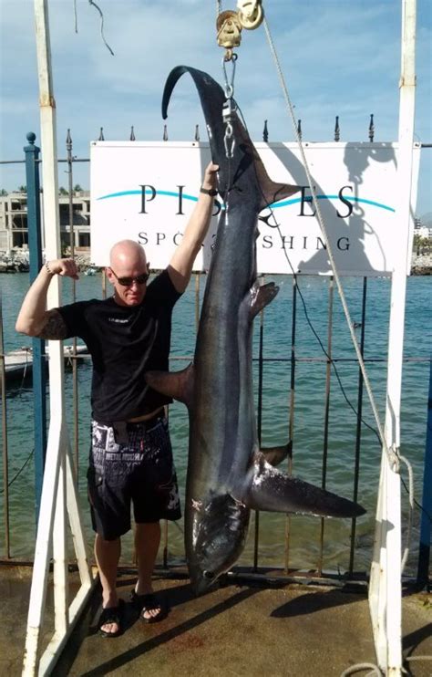As the name suggests, big sweep super 7 scratch2win offers two instant scratch areas, namely, main scratch and bonus scratch. Big thresher shark caught today in Cabo | Pisces Sportfishing