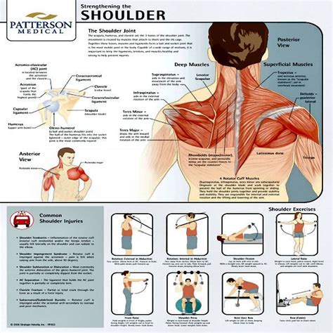 Chart Strengthening The Shoulder Joint Charts Scoliosis Exercises