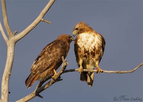 A Devoted Pair Of Red Tailed Hawks Feathered Photography