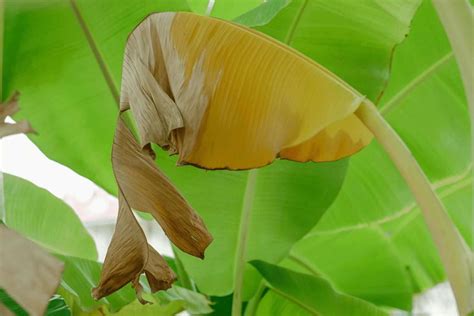 Symptoms Of An Overwatered Banana Plant And How To Save It