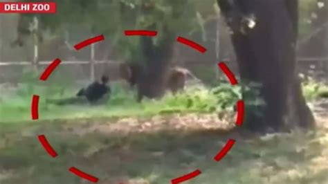 Image Of The Day Man Jumps Inside Lion Enclosure At Delhi Zoo Rescued