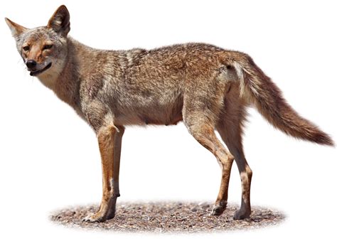 Fleas and more rarely lice; Coyote Facts | What Do Coyotes Eat | DK Find Out