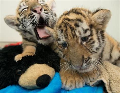 Two Six Week Old Male Amur Tiger Cubs Will Make Their Public Debut At