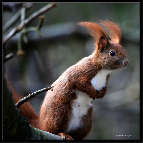 As it name would suggest, the american red. Differences Between the Eurasian Red Squirrel and the ...