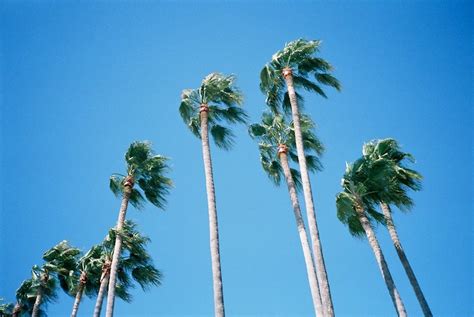 Viktor Vauthier Palm Trees Nice South Of France