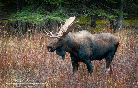 Kananaskis Provincial Park Photography The Canadian Nature Photographer