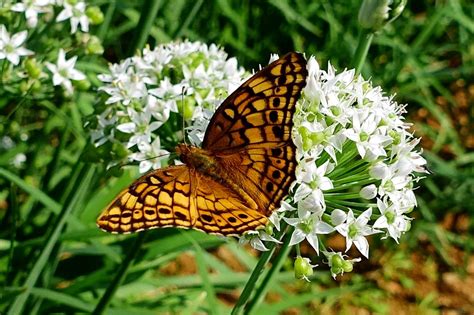 Variegated Fritillary Butterfly Euptoieta Claudia The
