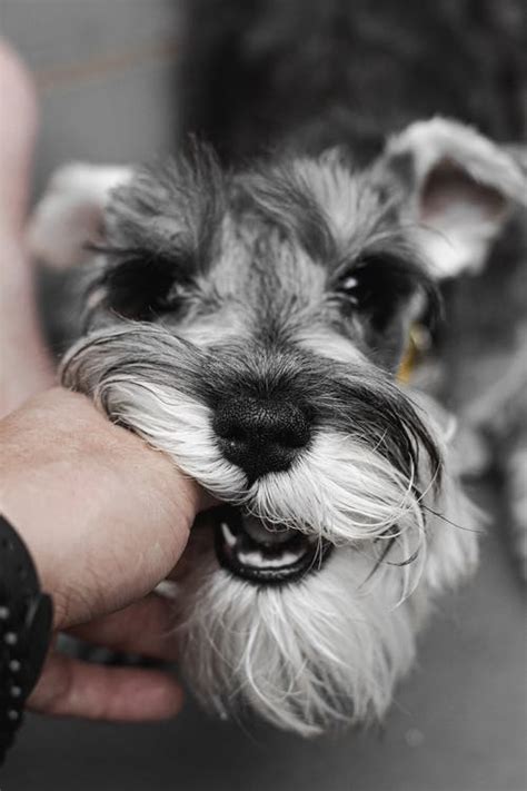 The white schnauzer is becoming increasingly popular, but still causes controversy. Person Holding Black and White Miniature Schnauzer Puppy ...