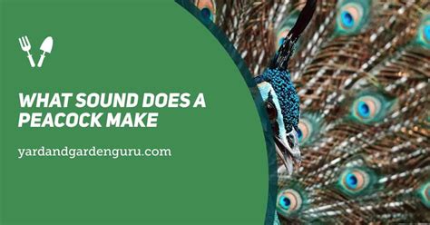 What Sound Does A Peacock Make