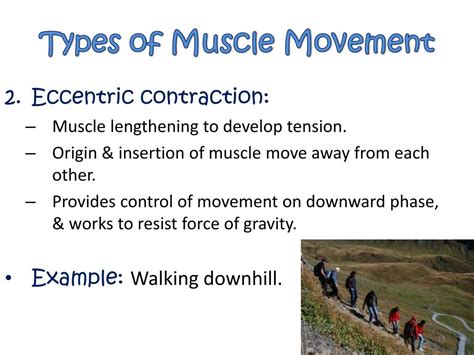 Ppt Muscular System Types Of Joint Movement Powerpoint Presentation