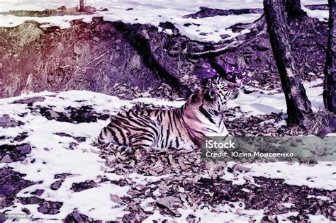 Big Tiger In The Snow The Beautiful Wild Striped Cat In Open Stock Image Everypixel
