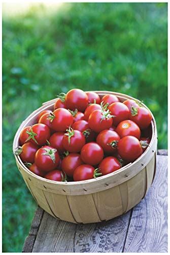 Tomato Cherry Baby Boomer F1 Premier Seeds Direct