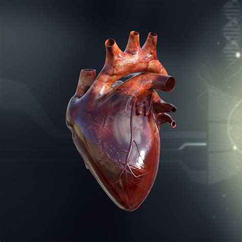 Human Heart Anatomy 3d Model Cgtrader
