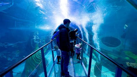 National Sea Life Centre Birmingham Places To Go Lets Go With The