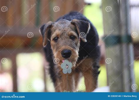 Het Puppy Van De Terriër Van De Airedale Stock Foto Image Of Speels