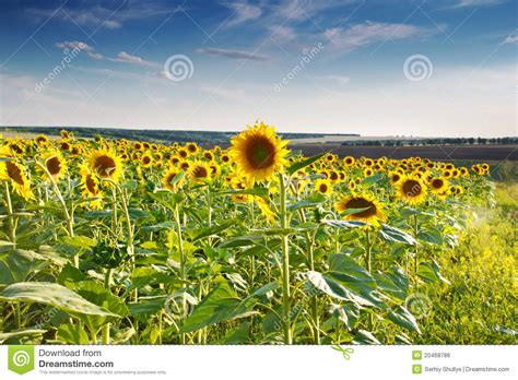 Green Field Sunflowers Blue Sky Royalty Free Stock Image